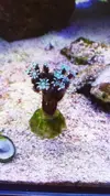 [TodoMarino.com] Identificación de coral