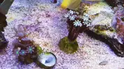 [TodoMarino.com] Identificación de coral