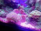 [TodoMarino.com] Vendo trachyphyllia XL (Zona Retiro) - Madrid (Retiro)