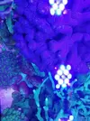 [TodoMarino.com] Vendo trachyphyllia XL (Zona Retiro) - Madrid (Retiro)