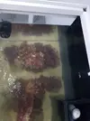 [TodoMarino.com] Mi primer marino. Chaito's reef