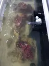 [TodoMarino.com] Mi primer marino. Chaito's reef