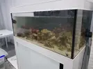 [TodoMarino.com] Mi primer marino. Chaito's reef