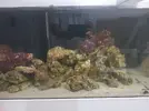[TodoMarino.com] Mi primer marino. Chaito's reef