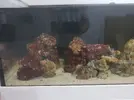 [TodoMarino.com] Mi primer marino. Chaito's reef
