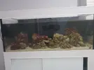 [TodoMarino.com] Mi primer marino. Chaito's reef