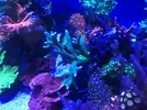 [TodoMarino.com] Vendo o preferible cambio pieza montipora- Madrid, Usera.