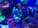 [TodoMarino.com] Vendo o preferible cambio pieza montipora- Madrid, Usera.