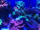 [TodoMarino.com] Vendo o preferible cambio pieza montipora- Madrid, Usera.