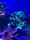 [TodoMarino.com] Vendo o preferible cambio pieza montipora- Madrid, Usera.