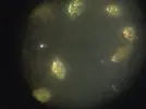 [TodoMarino.com] ayuda para identificar dinoflagelados