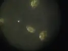 [TodoMarino.com] ayuda para identificar dinoflagelados