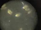 [TodoMarino.com] ayuda para identificar dinoflagelados