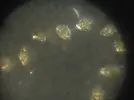 [TodoMarino.com] ayuda para identificar dinoflagelados