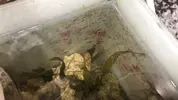 [TodoMarino.com] ayuda para identificar dinoflagelados