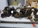 [TodoMarino.com] Mi primer marino. Chaito's reef
