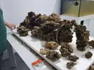 [TodoMarino.com] Mi primer marino. Chaito's reef