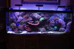 [TodoMarino.com] nuevo acuario de 250 litros