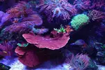 [TodoMarino.com] nuevo acuario de 250 litros