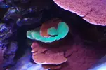 [TodoMarino.com] nuevo acuario de 250 litros