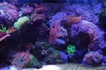 [TodoMarino.com] nuevo acuario de 250 litros