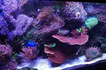 [TodoMarino.com] nuevo acuario de 250 litros