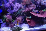 [TodoMarino.com] nuevo acuario de 250 litros