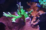 [TodoMarino.com] nuevo acuario de 250 litros