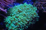 [TodoMarino.com] nuevo acuario de 250 litros