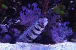 [TodoMarino.com] nuevo acuario de 250 litros