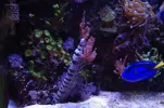 [TodoMarino.com] nuevo acuario de 250 litros