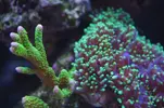 [TodoMarino.com] nuevo acuario de 250 litros