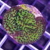 [TodoMarino.com] Nuevos Corales en Submersa Ultrareef