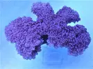 [TodoMarino.com] Acroporas  y  demas corales disponibles en web!!!!!!