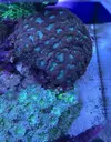 [TodoMarino.com] Vendo esquejes de Caulastrea Furcata - Madrid
