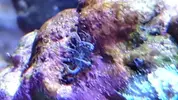 [TodoMarino.com] Identificar este invertebrado