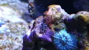 [TodoMarino.com] Identificar este invertebrado