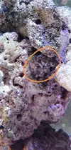 [TodoMarino.com] Ayuda OHNI Otro habitante no identificado
