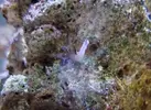 [TodoMarino.com] Ayuda OHNI Otro habitante no identificado