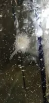 [TodoMarino.com] Ayuda OHNI Otro habitante no identificado