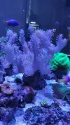 [TodoMarino.com] Lobophyton grande sobre roca viva 1 kg aprox.