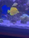 [TodoMarino.com] Vendo flavescens valladolid - Valladolid