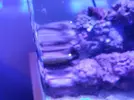 [TodoMarino.com] Plaga de Mini caracolas?
