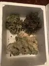 [TodoMarino.com] VENDO ROCA VIVA SOBRE 6/7 KILOS TIRANDO POR LO BAJO GRANADA Y ENVIOS - Granada y envíos. VENDIDAS