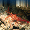 Peppermint-Shrimp.png