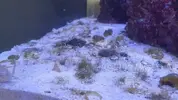 [TodoMarino.com] Pisito Reef. Poco a poco, ahora sí