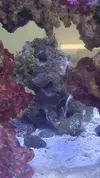 [TodoMarino.com] Pisito Reef. Poco a poco, ahora sí