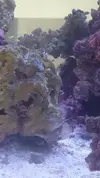 [TodoMarino.com] Pisito Reef. Poco a poco, ahora sí