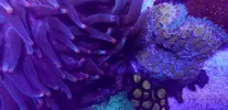 [TodoMarino.com] Quadricolor morada o rara.