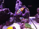 [TodoMarino.com] Reef de BlackBass [WaterBox Silver 35.1 (83 + 40 lts)]